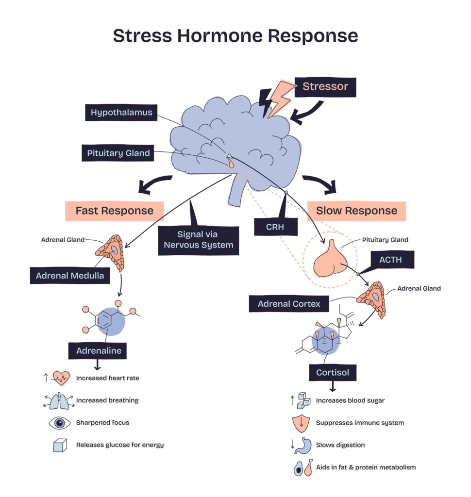cortisol menopause belly fat