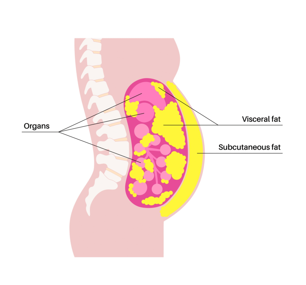 cortisol menopause belly fat